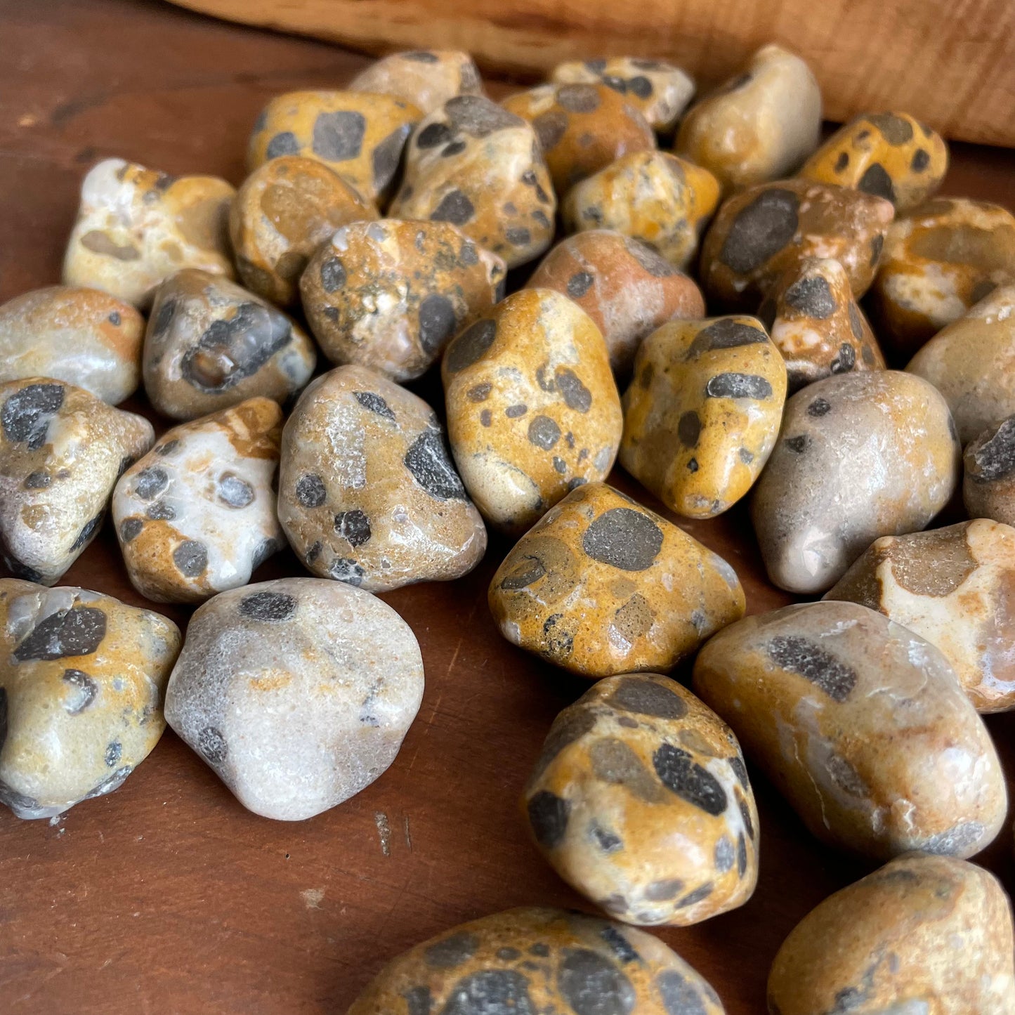 Marvel at the multicolor beauty of our Tumbled Leopardskin Jasper. Let the blend of tan, beige, brown, black, and gray hues ignite your imagination.