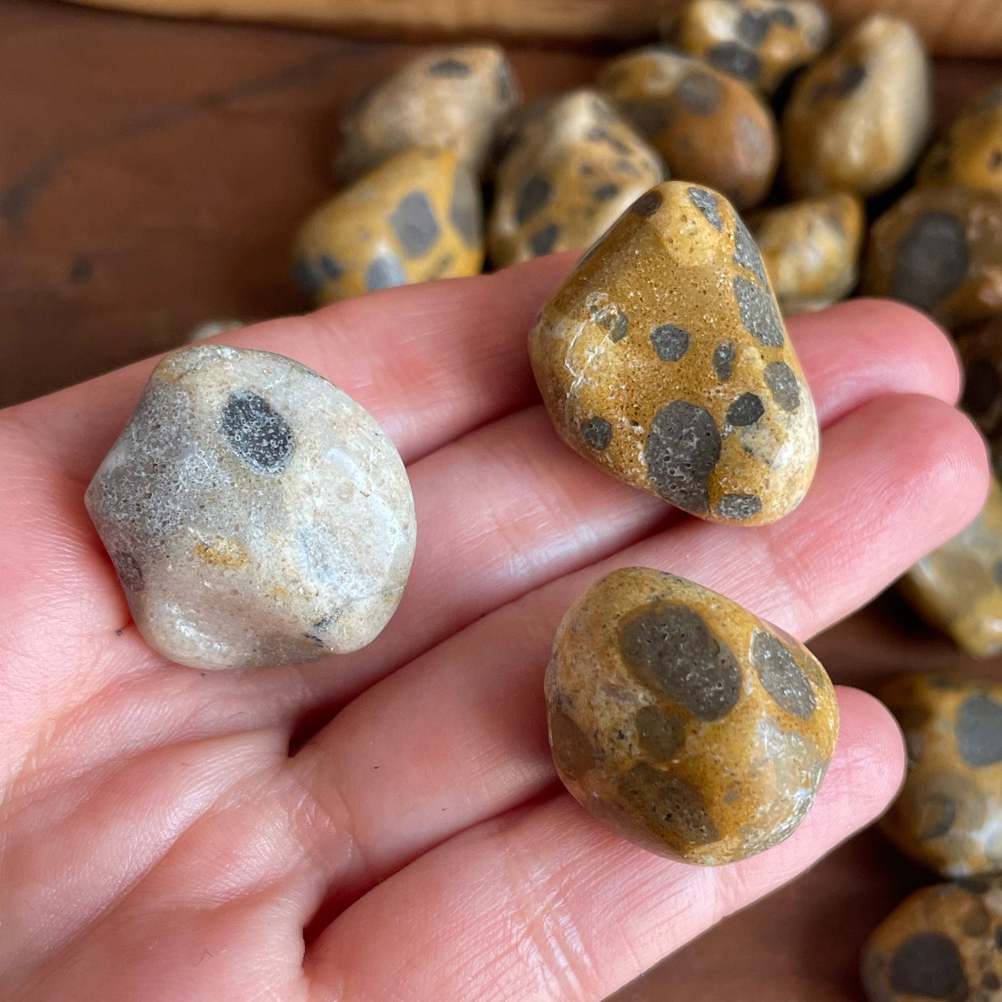Contrast the rich brown and black tones of our Tumbled Leopardskin Jasper. Experience the harmonious blend of earthy colors, perfect for enhancing your spiritual practice.